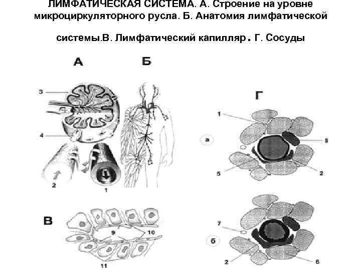 ЛИМФАТИЧЕСКАЯ СИСТЕМА. А. Строение на уровне микроциркуляторного русла. Б. Анатомия лимфатической . системы. В.