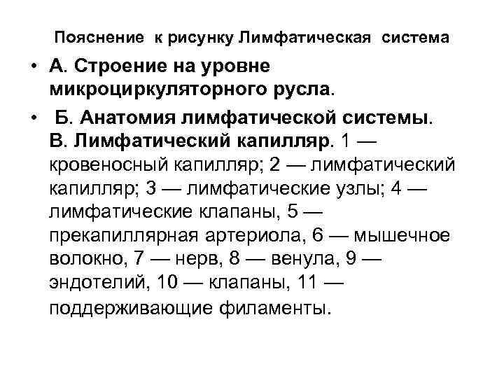 Пояснение к рисунку Лимфатическая система • А. Строение на уровне микроциркуляторного русла. • Б.