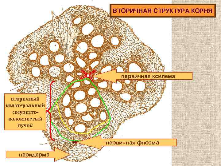 Ксилема клетки имеют вытянутую форму. Ткани корня растения флоэма Ксилема. Ткань корня флоэма. Ткань корня флоэма Ксилема. Первичное строение корня метаксилема.
