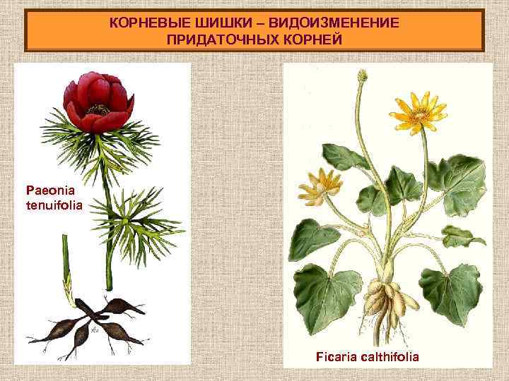 КОРНЕВЫЕ ШИШКИ – ВИДОИЗМЕНЕНИЕ ПРИДАТОЧНЫХ КОРНЕЙ Paeonia tenuifolia Ficaria calthifolia 