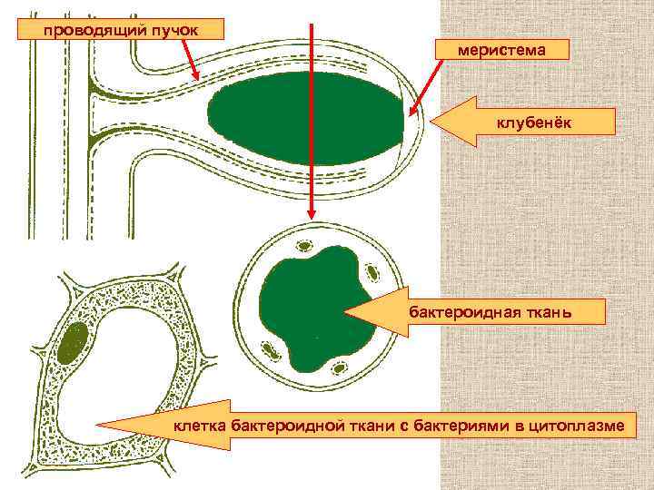 проводящий пучок меристема клубенёк бактероидная ткань клетка бактероидной ткани с бактериями в цитоплазме 