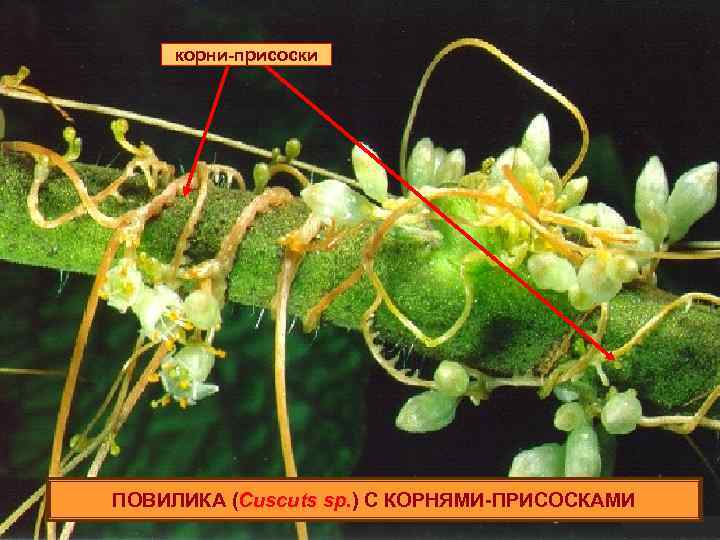 корни-присоски ПОВИЛИКА (Cuscuts sp. ) С КОРНЯМИ-ПРИСОСКАМИ 