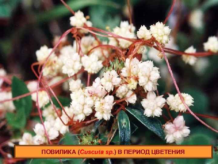 ПОВИЛИКА (Cuscuta sp. ) В ПЕРИОД ЦВЕТЕНИЯ 