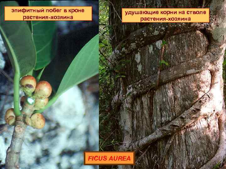 эпифитный побег в кроне растения-хозяина удушающие корни на стволе растения-хозяина FICUS AUREA 