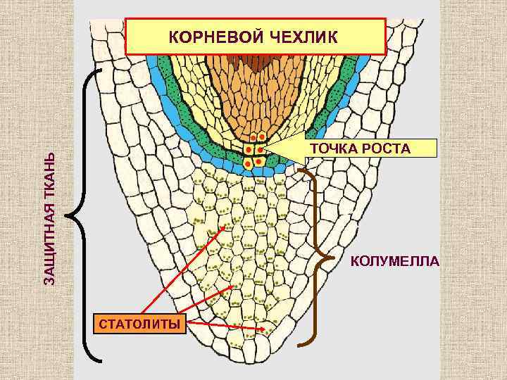 Участок корня защищенный корневым чехликом это. Корень корневой чехлик. Корневой чехлик ткань. Строение корневого чехлика.