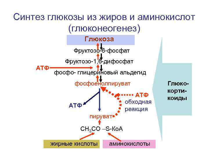 Схема глюконеогенеза из аминокислот