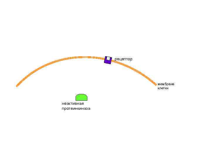 рецептор мембрана клетки неактивная протеинкиназа 