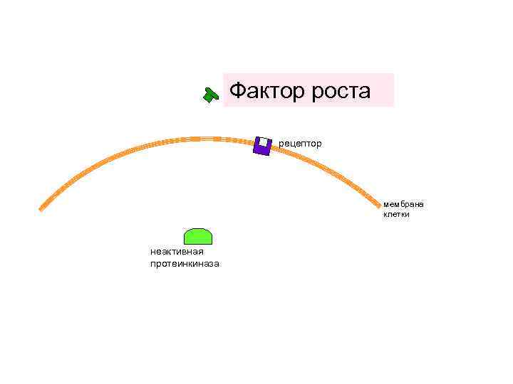 Фактор роста рецептор мембрана клетки неактивная протеинкиназа 