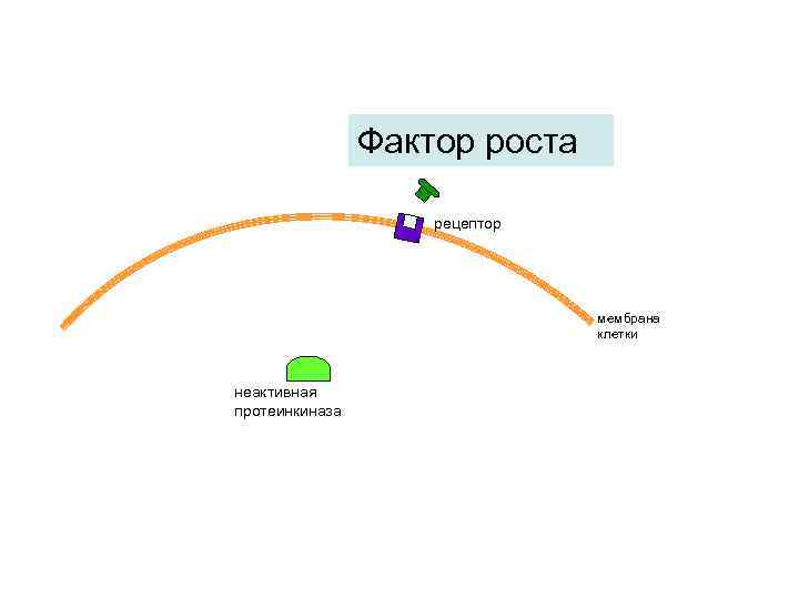Фактор роста рецептор мембрана клетки неактивная протеинкиназа 