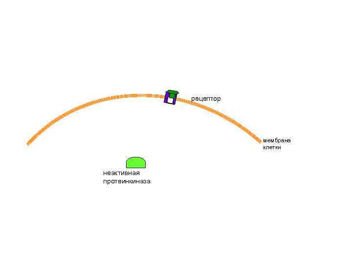 рецептор мембрана клетки неактивная протеинкиназа 