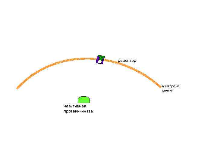 рецептор мембрана клетки неактивная протеинкиназа 