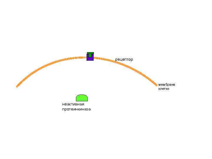 рецептор мембрана клетки неактивная протеинкиназа 