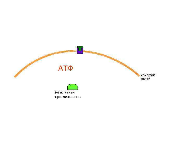 АТФ мембрана клетки неактивная протеинкиназа 