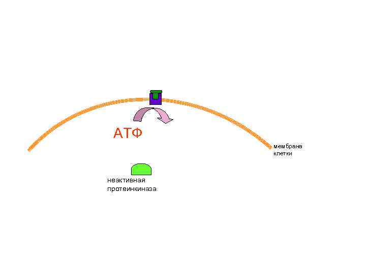 АТФ мембрана клетки неактивная протеинкиназа 