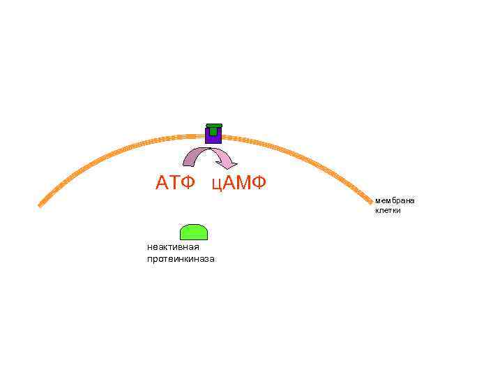 АТФ ц. АМФ мембрана клетки неактивная протеинкиназа 