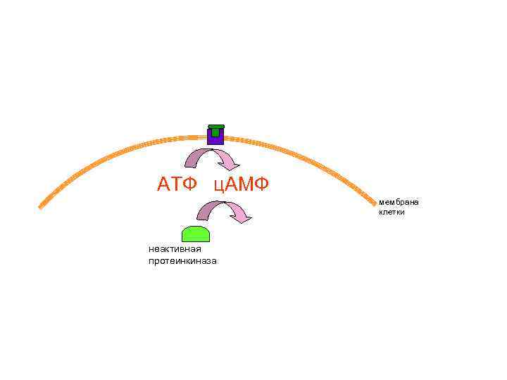 АТФ ц. АМФ мембрана клетки неактивная протеинкиназа 