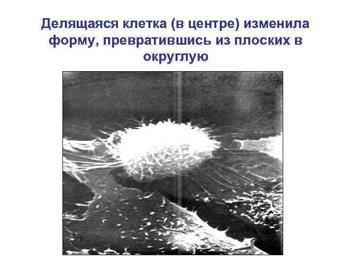 Делящаяся клетка (в центре) изменила форму, превратившись из плоских в округлую 