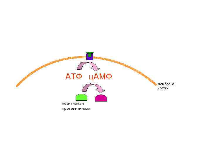 АТФ ц. АМФ мембрана клетки неактивная протеинкиназа 