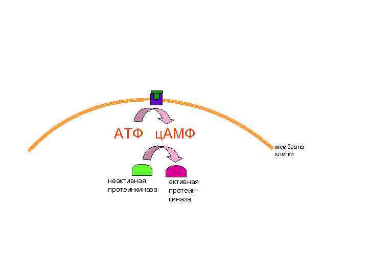 АТФ ц. АМФ мембрана клетки неактивная протеинкиназа 