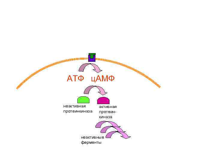 АТФ ц. АМФ неактивная протеинкиназа неактивные ферменты 