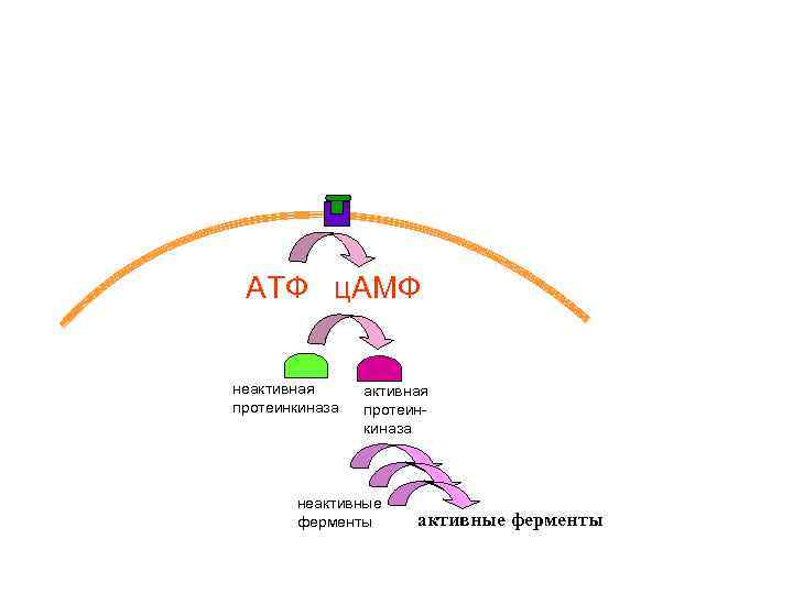 АТФ ц. АМФ неактивная протеинкиназа неактивные ферменты 