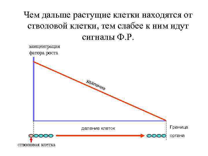 Чем дальше растущие клетки находятся от стволовой клетки, тем слабее к ним идут сигналы