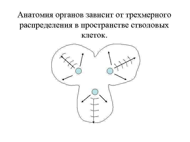 Анатомия органов зависит от трехмерного распределения в пространстве стволовых клеток. 