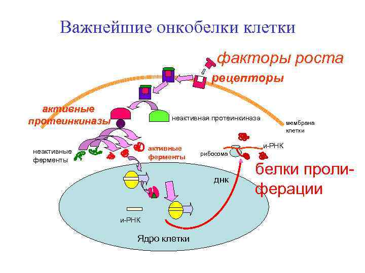 Важнейшие онкобелки клетки факторы роста рецепторы активные протеинкиназы неактивная протеинкиназа активные ферменты неактивные ферменты