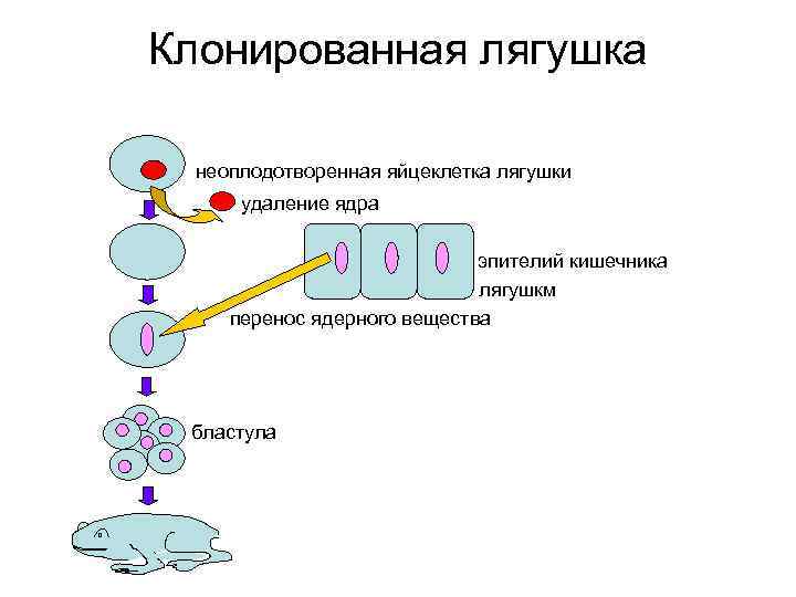 Клонированная лягушка неоплодотворенная яйцеклетка лягушки удаление ядра эпителий кишечника лягушкм перенос ядерного вещества бластула