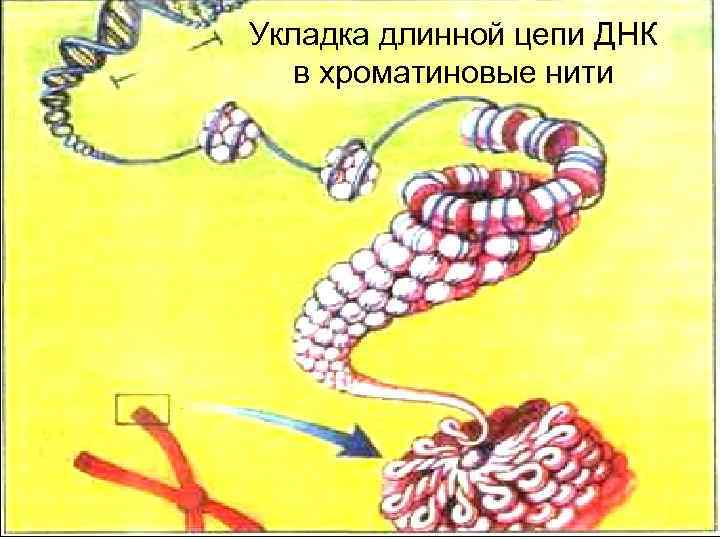 Укладка длинной цепи ДНК в хроматиновые нити 