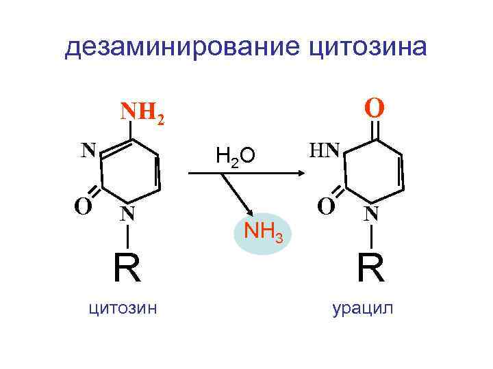 дезаминирование цитозина O NH 2 N О H 2 O N R цитозин NH