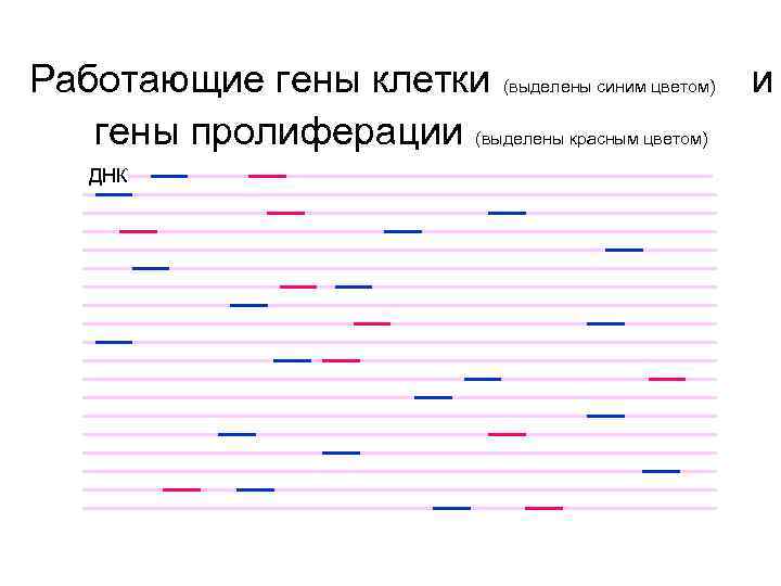 Работающие гены клетки (выделены синим цветом) и гены пролиферации (выделены красным цветом) ДНК 