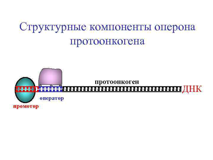 Структурные компоненты оперона протоонкоген оператор промотор ДНК 