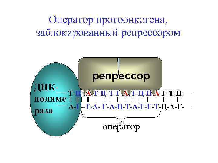 Оператор протоонкогена, заблокированный репрессором репрессор ДНКТ-Ц--А-Т-Ц-Т-Г-А-Т-Ц-Ц-А-Г-Т-Цполиме || ||| ||| || ||| А-Г--Т-А- Г-А-Ц-Т-А-Г-Г-Т-Ц-А-Граза оператор