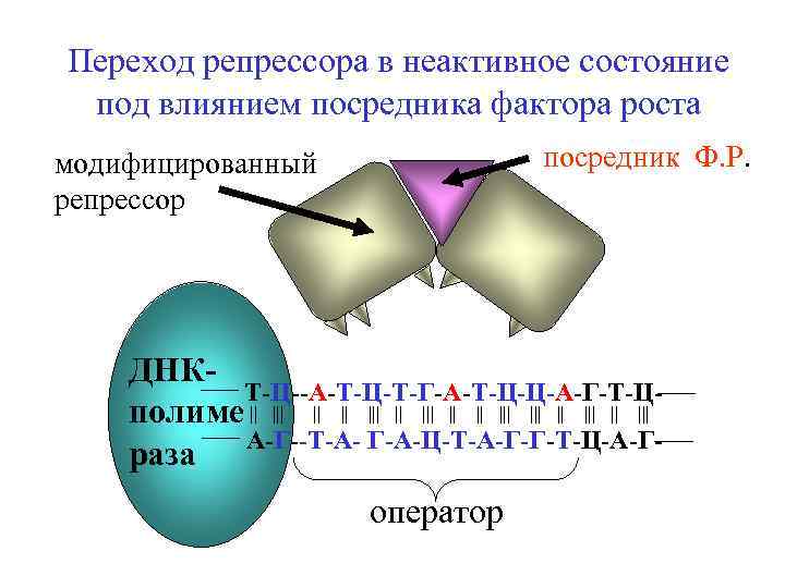 Переход репрессора в неактивное состояние под влиянием посредника фактора роста посредник Ф. Р. модифицированный