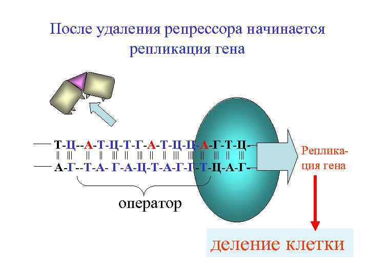 После удаления репрессора начинается репликация гена Т-Ц--А-Т-Ц-Т-Г-А-Т-Ц-Ц-А-Г-Т-Ц|| ||| ||| || ||| А-Г--Т-А- Г-А-Ц-Т-А-Г-Г-Т-Ц-А-Г- Репликация