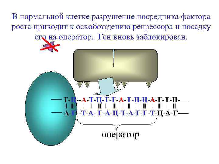 В нормальной клетке разрушение посредника фактора роста приводит к освобождению репрессора и посадку его