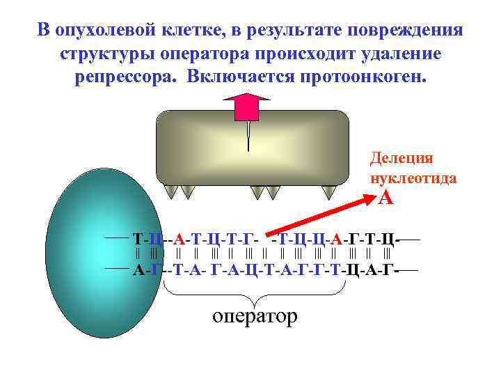 В опухолевой клетке, в результате повреждения структуры оператора происходит удаление репрессора. Включается протоонкоген. репрессор