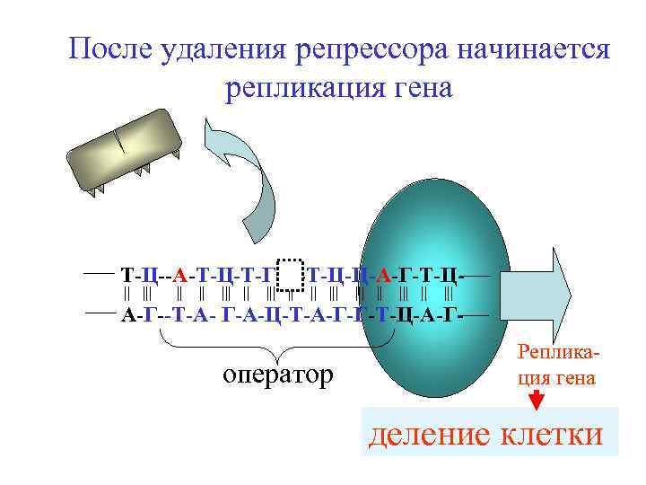 После удаления репрессора начинается репликация гена Т-Ц--А-Т-Ц-Т-Г- -Т-Ц-Ц-А-Г-Т-Ц|| ||| ||| || ||| А-Г--Т-А- Г-А-Ц-Т-А-Г-Г-Т-Ц-А-Г-
