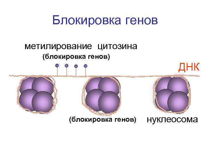 Блокировка генов метилирование цитозина (блокировка генов) ДНК (блокировка генов) нуклеосома 