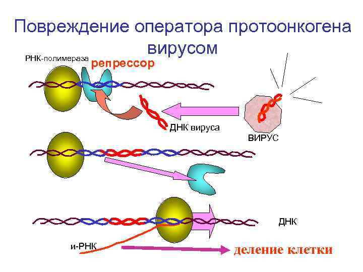 Повреждение оператора протоонкогена вирусом РНК-полимераза репрессор ДНК вируса ВИРУС ДНК и-РНК деление клетки 