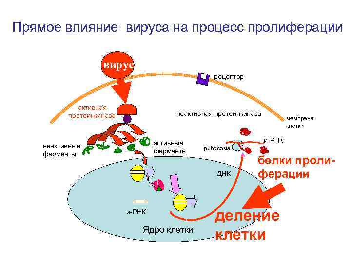 Прямое влияние вируса на процесс пролиферации вирус рецептор активная протеинкиназа неактивная протеинкиназа активные ферменты