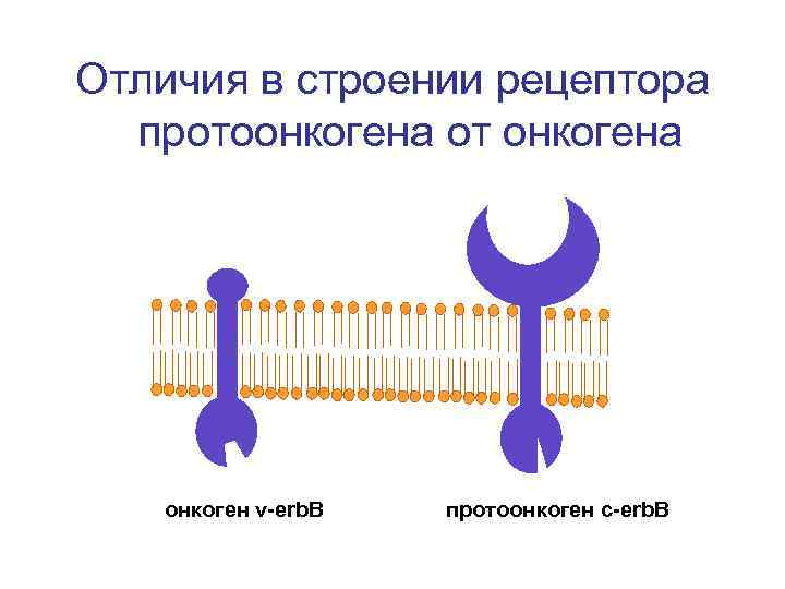 Отличия в строении рецептора протоонкогена от онкогена онкоген v-erb. B протоонкоген c-erb. B 