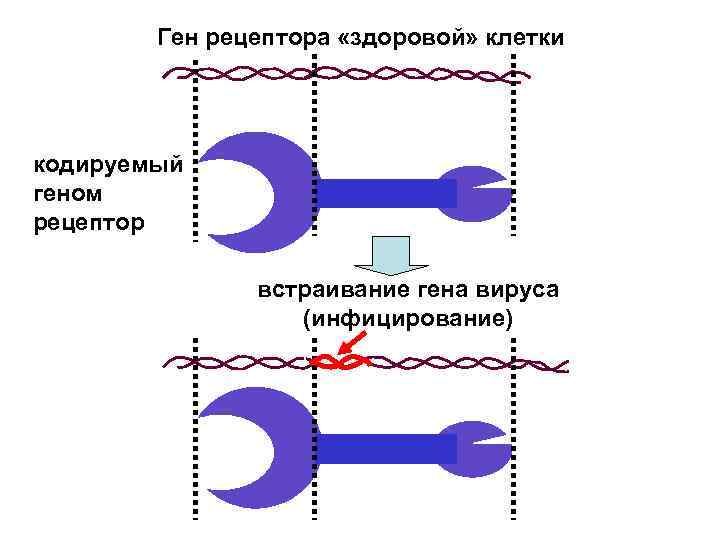 Ген рецептора «здоровой» клетки кодируемый геном рецептор встраивание гена вируса (инфицирование) 
