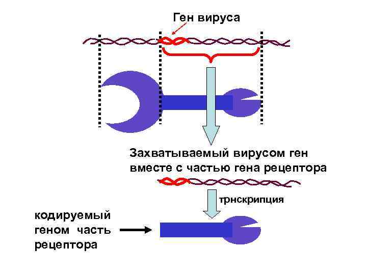 Ген вируса Захватываемый вирусом ген вместе с частью гена рецептора трнскрипция кодируемый геном часть