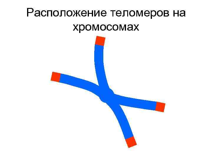 Расположение теломеров на хромосомах 