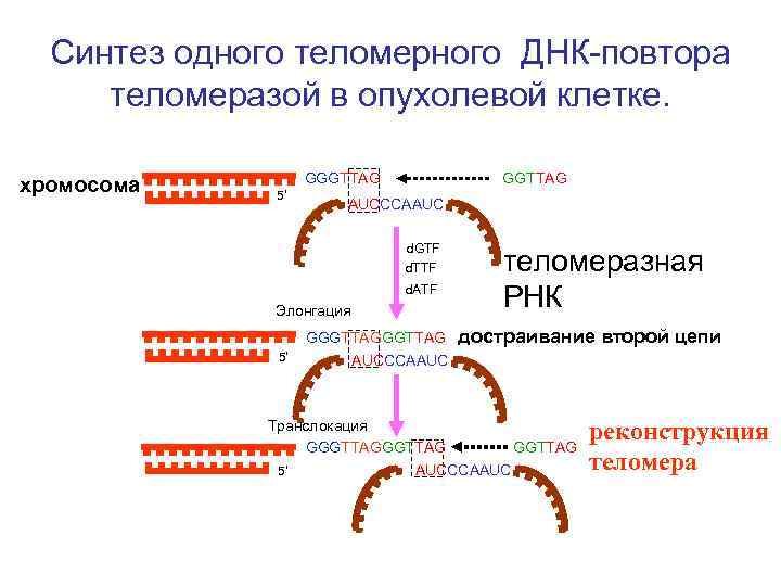 Рнк 2 цепи. Механизм действия теломеразы биохимия. Теломеразная РНК функция. Основные этапы синтеза одного теломерного ДНК-повтора теломеразой. Теломерная ДНК. Синтез теломерной ДНК..