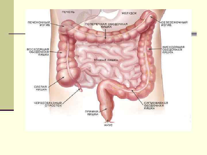  Эндоскопическая картина при ЯК Легкая степень Средняя тяжелая Диффузная Зернистая Интенсивное гиперемия СО