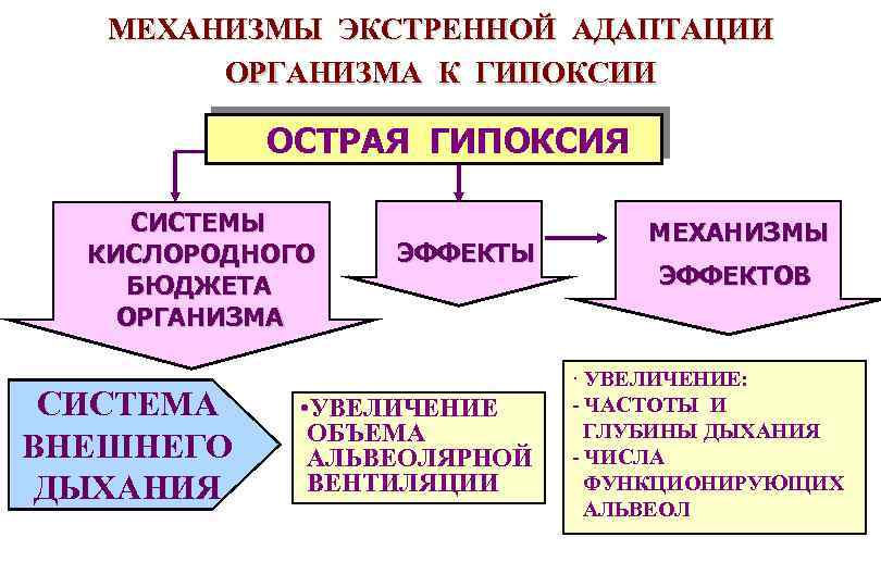 Механизм развития дыхательной гипоксии. Экстренный механизм адаптации к гипоксии. Механизмы компенсации гипоксии.