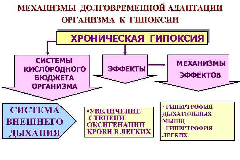 МЕХАНИЗМЫ ДОЛГОВРЕМЕННОЙ АДАПТАЦИИ ОРГАНИЗМА К ГИПОКСИИ ХРОНИЧЕСКАЯ ГИПОКСИЯ СИСТЕМЫ КИСЛОРОДНОГО БЮДЖЕТА ОРГАНИЗМА СИСТЕМА ВНЕШНЕГО